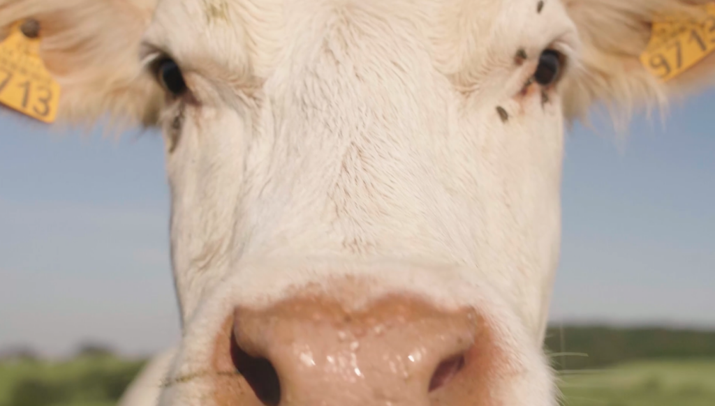 Vache Lidl